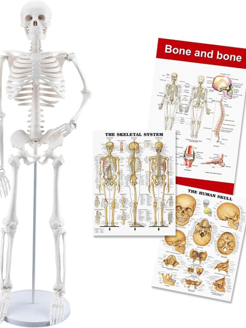 Mini Human Skeleton Model 33.4-Inch - Removable Arms & Legs, Durable Anatomy